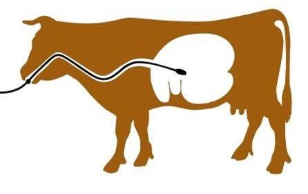 Querschnitt Kuh, Pansenschlauch Fluxx