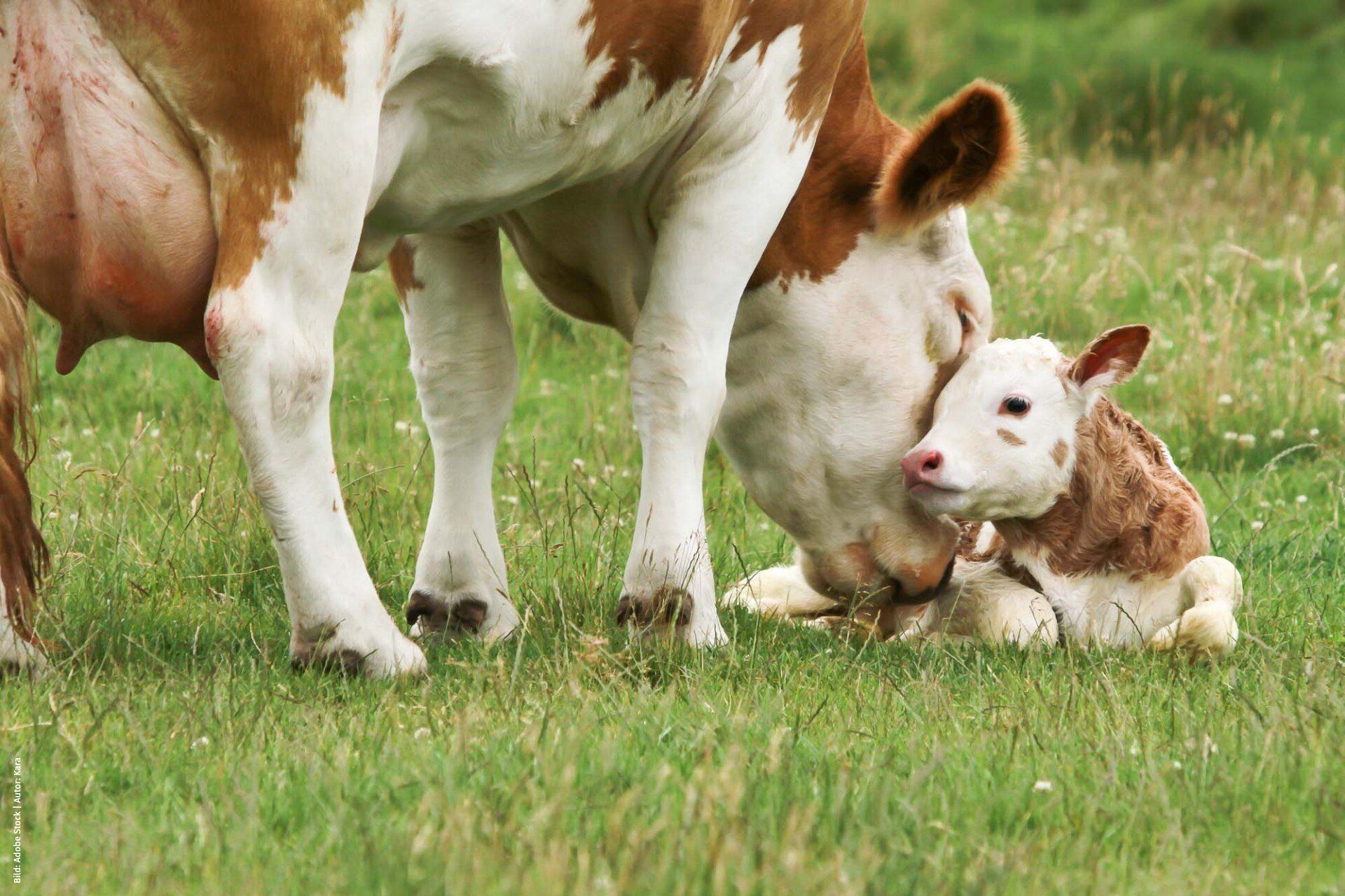 Mother cow with calf, pills for calves