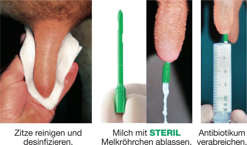 STERIL Melkröhrchem, Euterpflege