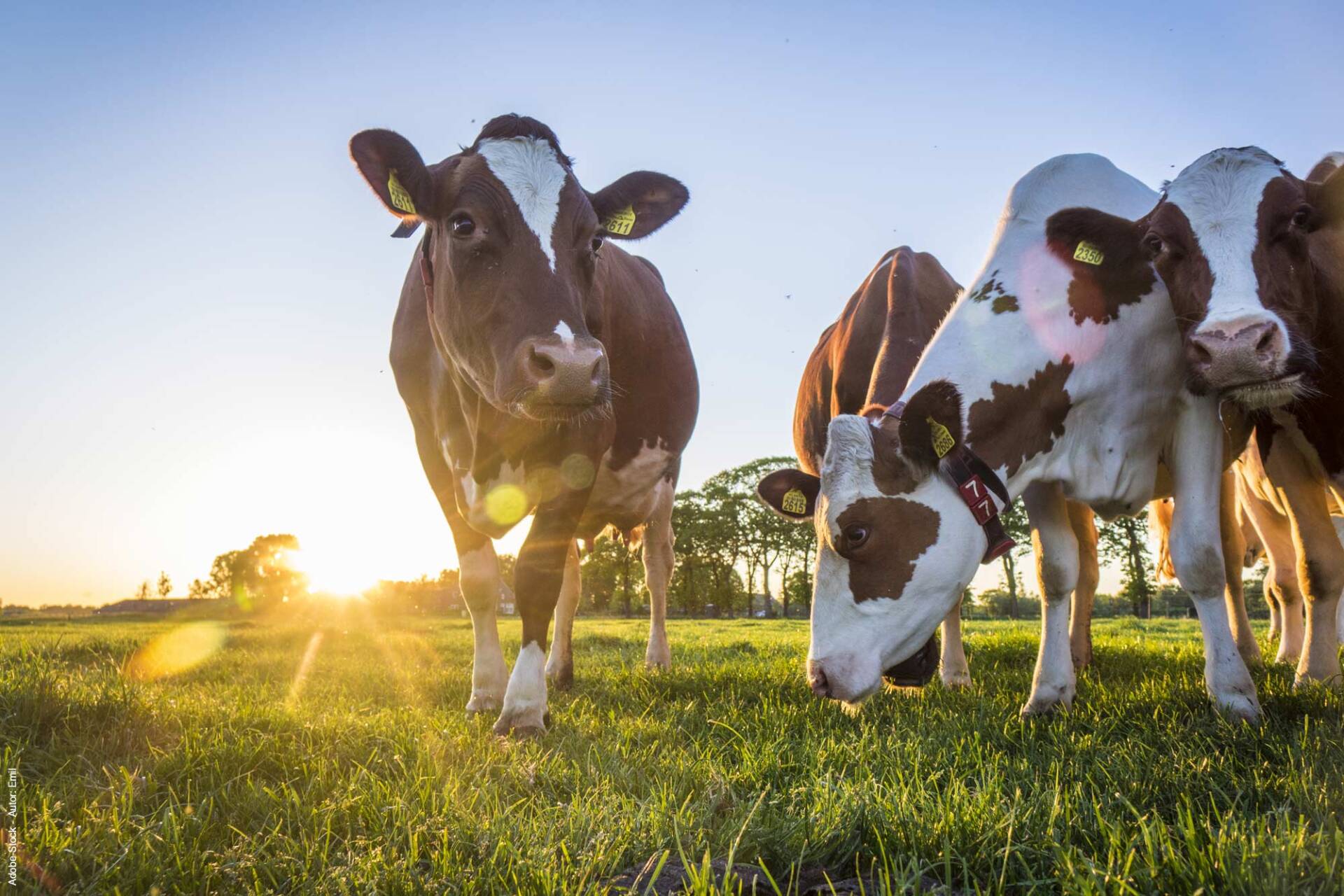 Cows on the pasture, Pills for cows