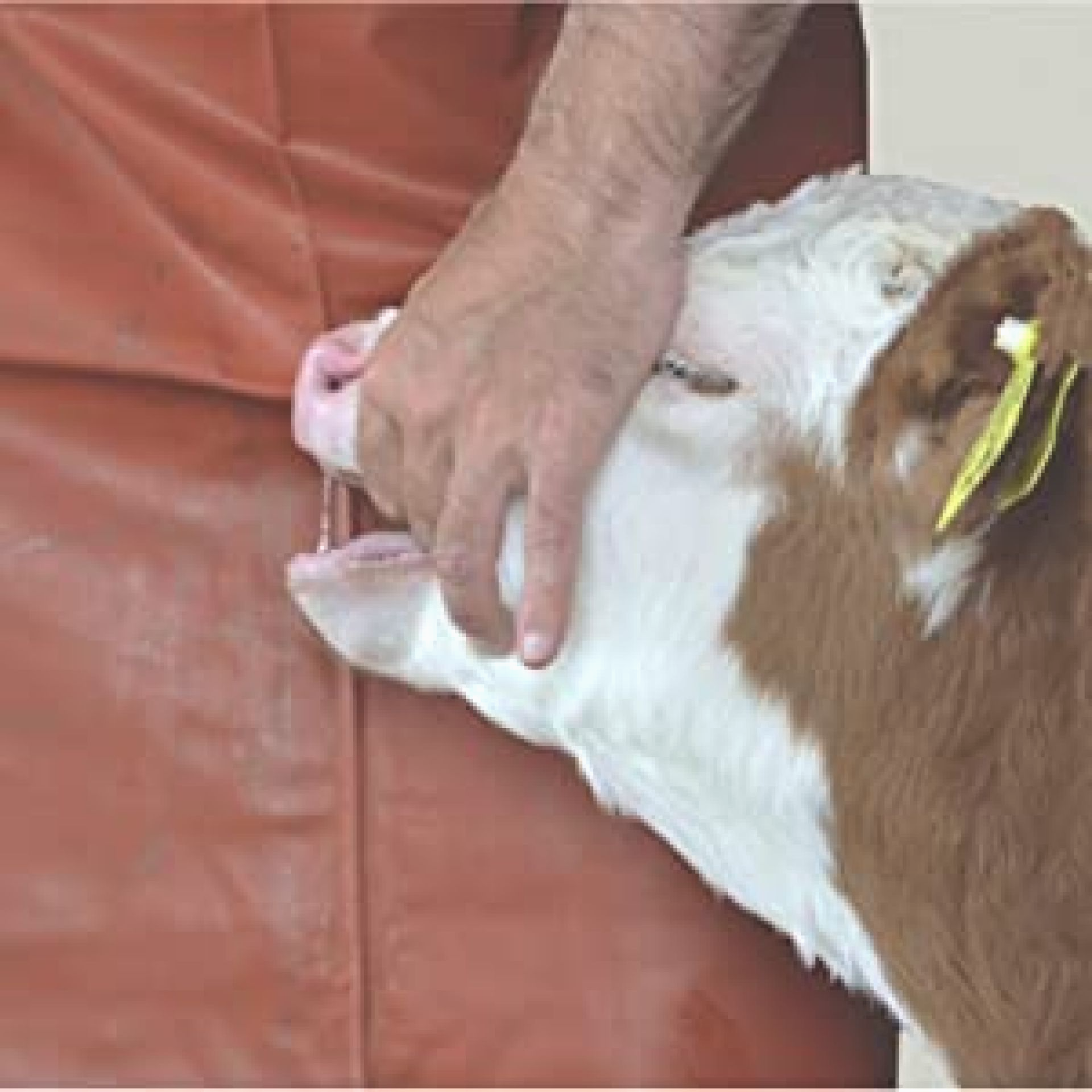 Beispielanwendung: Pillen-Eingeber bei Kälberdurchfall