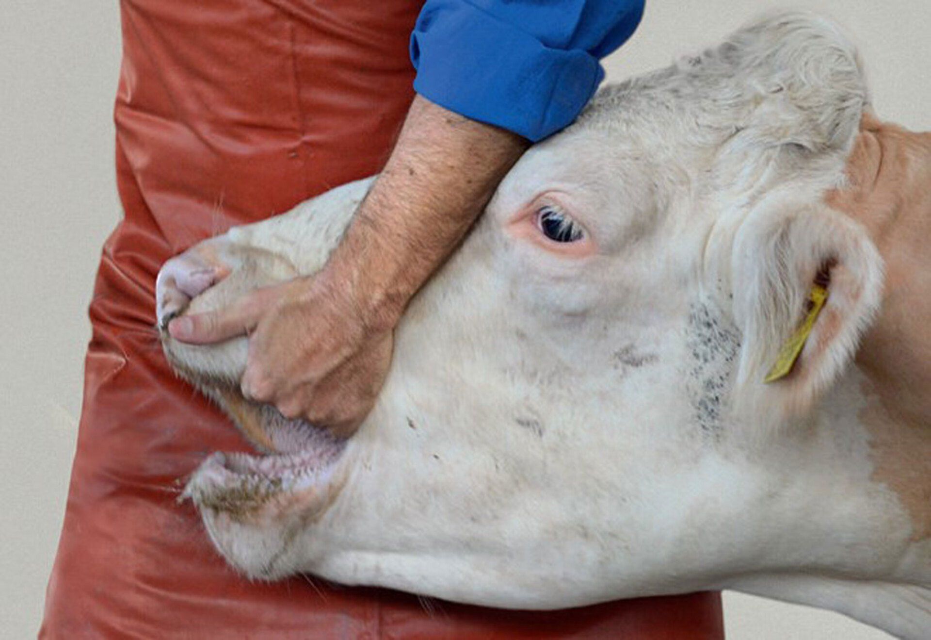 Anwendung: Pilleneingeber Senior