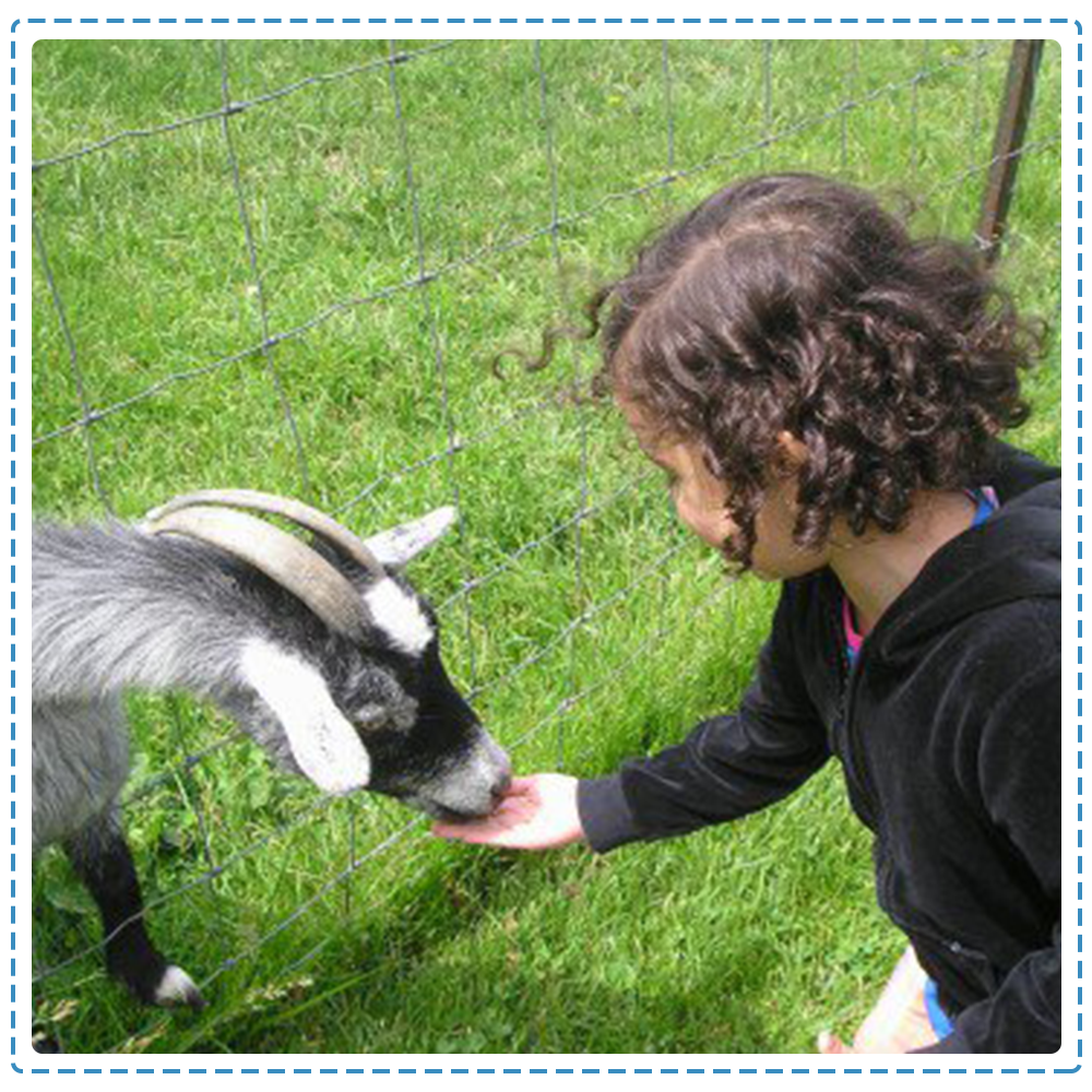 Children feeding the goat