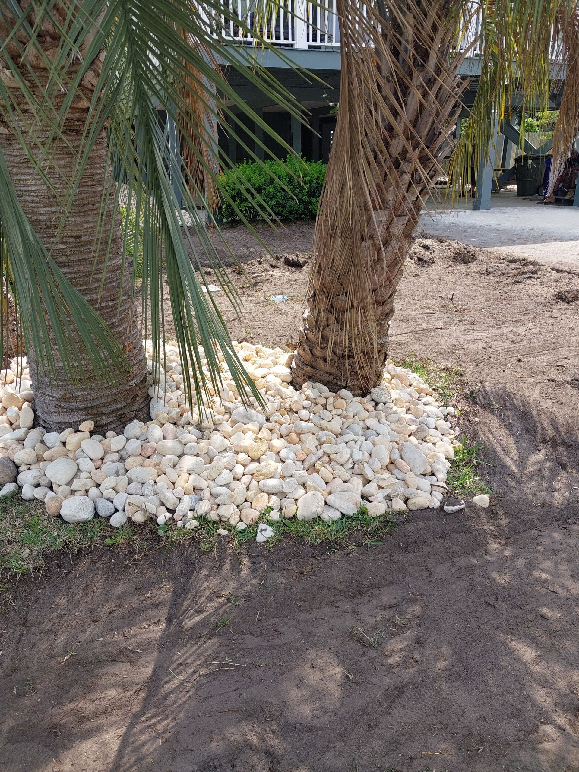 Two palm trees with beige stone mulch around their bases, in a yard with bare earth.