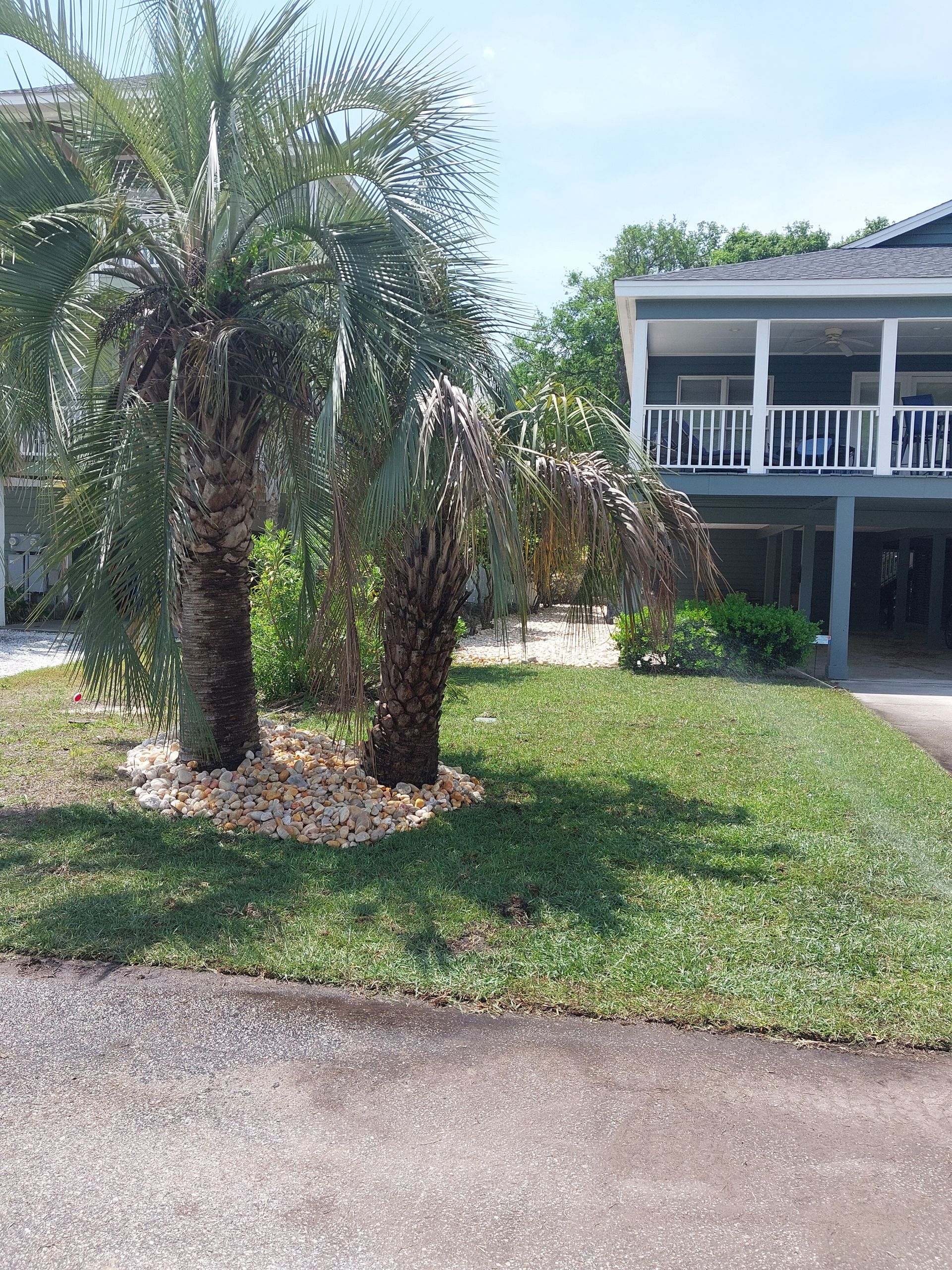 Two palm trees in front of a house with a porch. Brown trunks, green grass, and beige rocks.