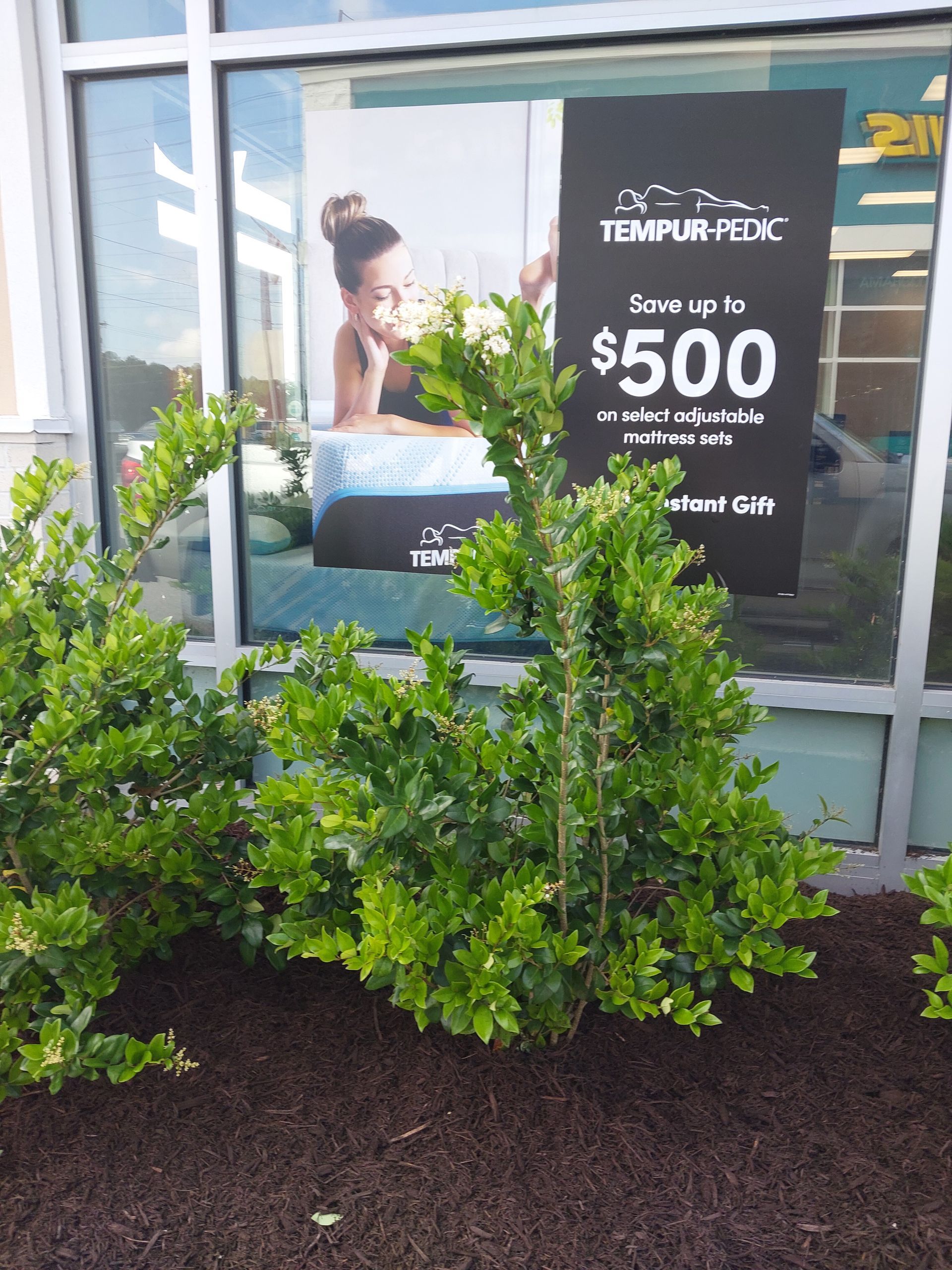 Green shrubs in front of a store window with a black sign promoting a Tempur-Pedic mattress sale.