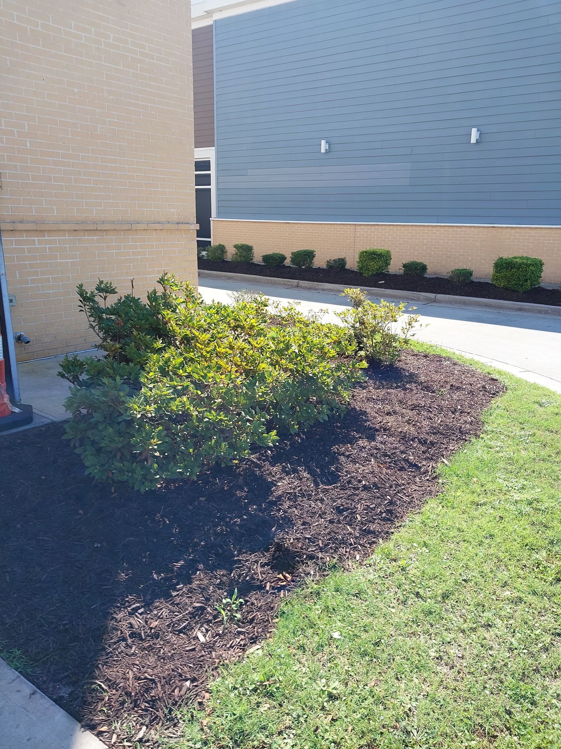 A landscaped bed with dark mulch, green shrubs, and manicured lawn adjacent to a brick building and a paved area.