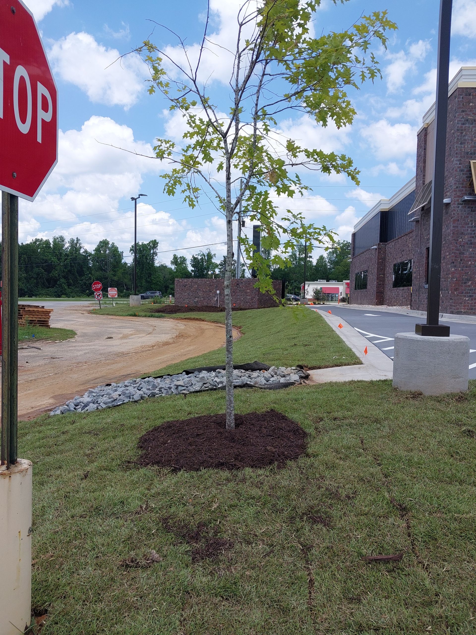 A newly planted tree in a landscaped area, with a stop sign visible, next to a building with a brick facade.