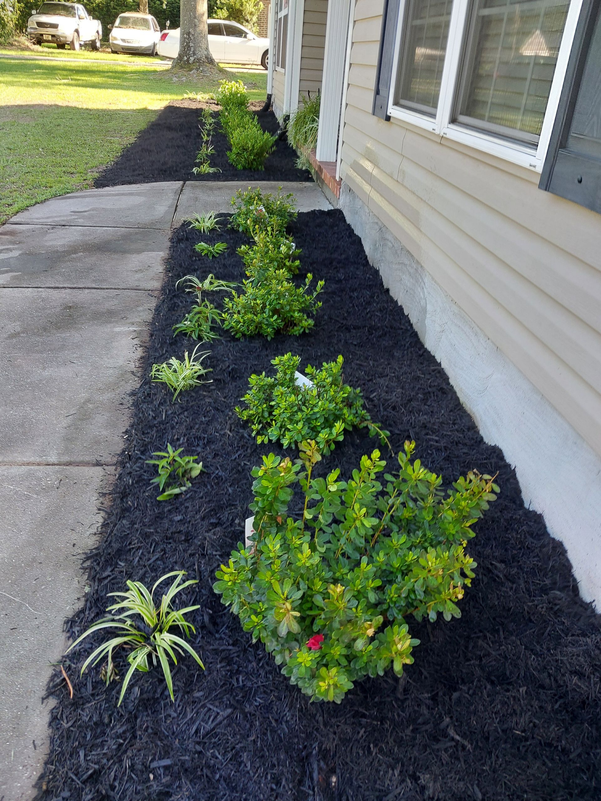 A narrow flower bed along a sidewalk with black mulch and green bushes and plants in front of a tan house.