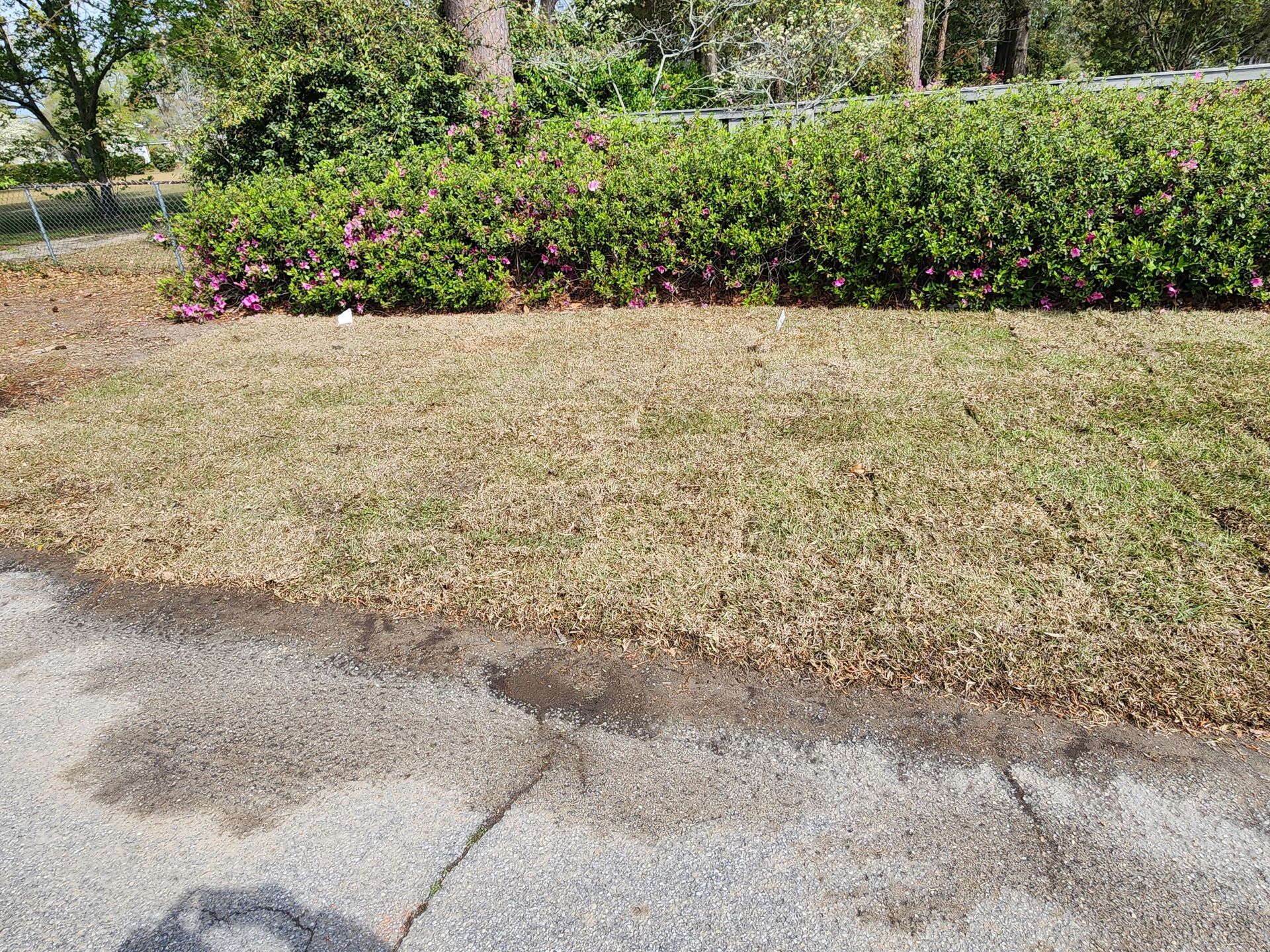 Dry, brown grass in front of a green hedge with pink flowers, next to a cracked asphalt road.