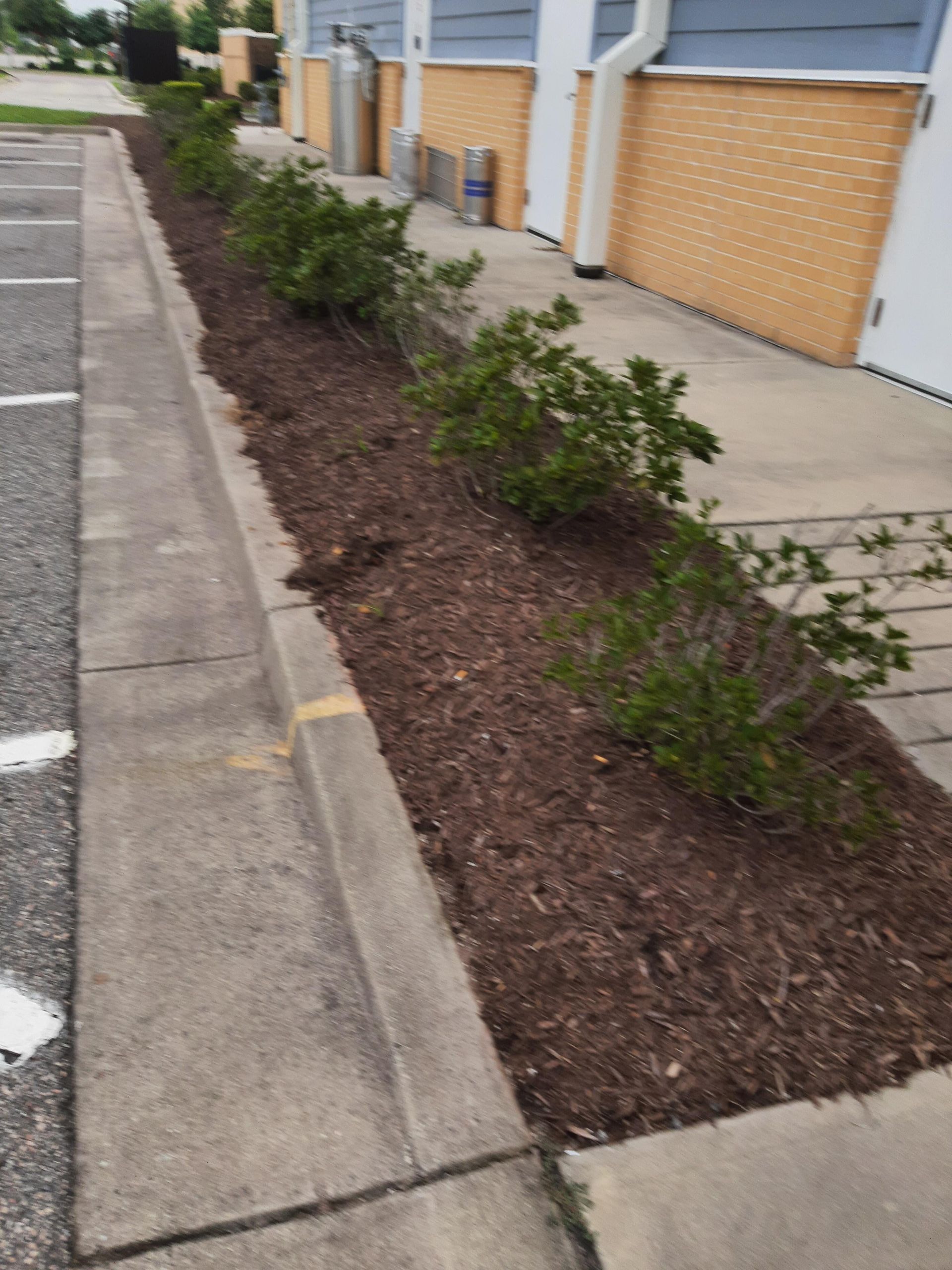 A long, narrow landscaped bed with shrubs and brown mulch alongside a building with light brick and a concrete curb.