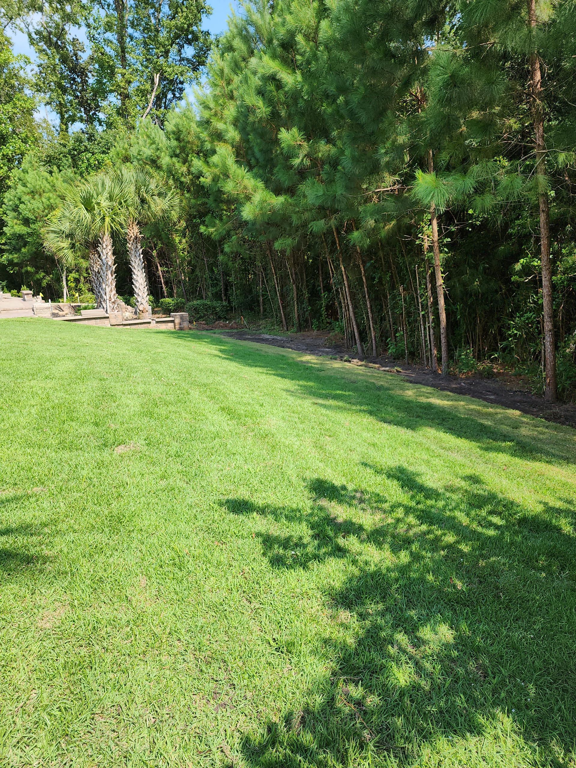 Lush green lawn with a line of pine trees on the right. Sunlight casts shadows across the grass.