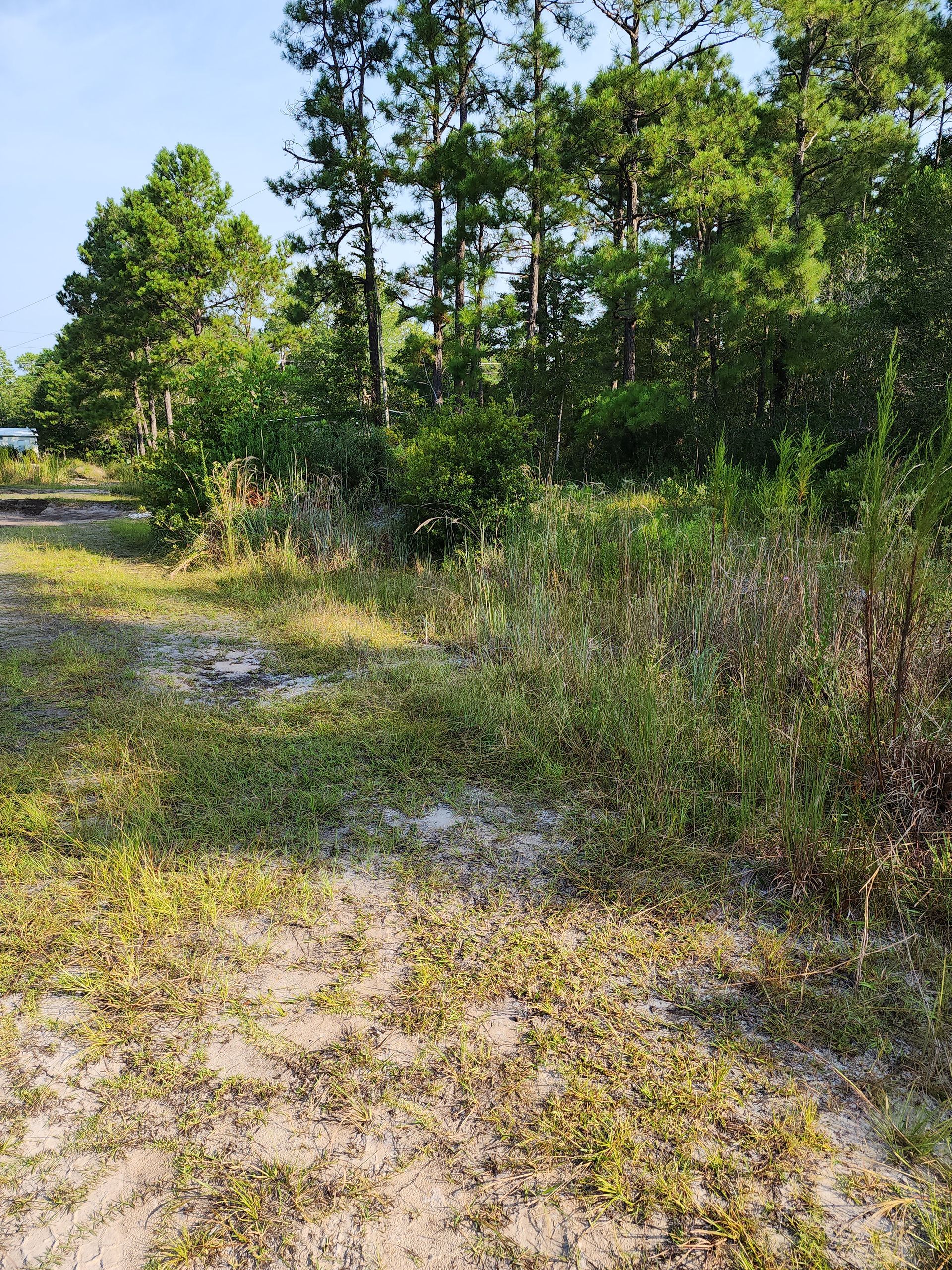 Sandy ground with sparse grass, leading to a line of green bushes and tall pine trees against a blue sky.