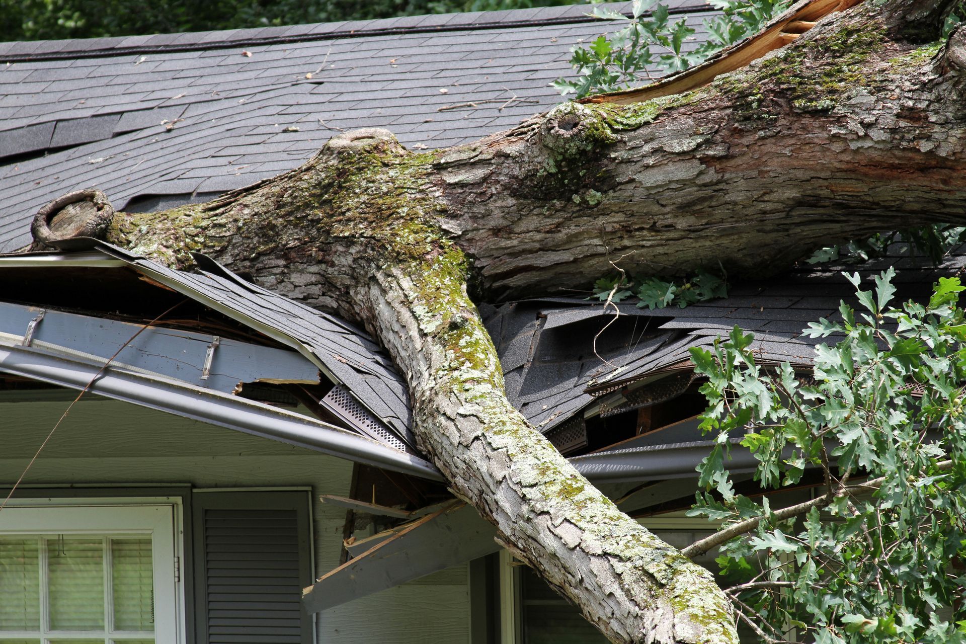 A tree has fallen on the roof of a house.