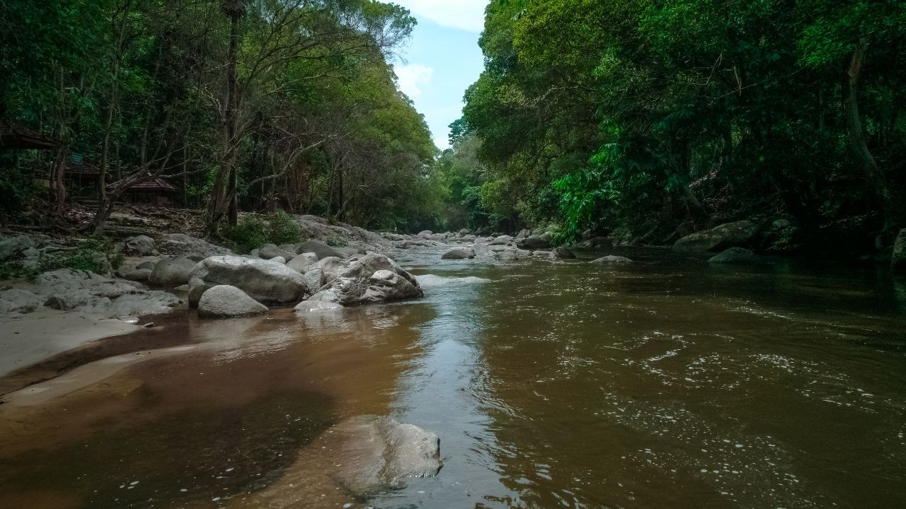 Um rio que flui através de uma floresta verdejante cercada por árvores e pedras.