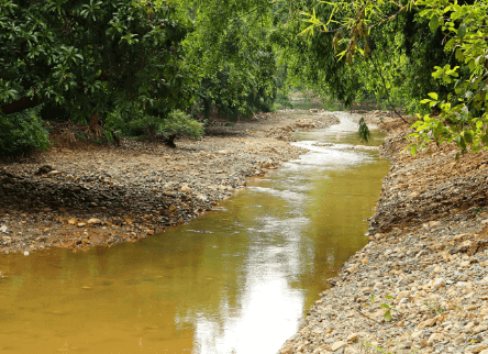 Um pequeno rio corre através de uma floresta verdejante.