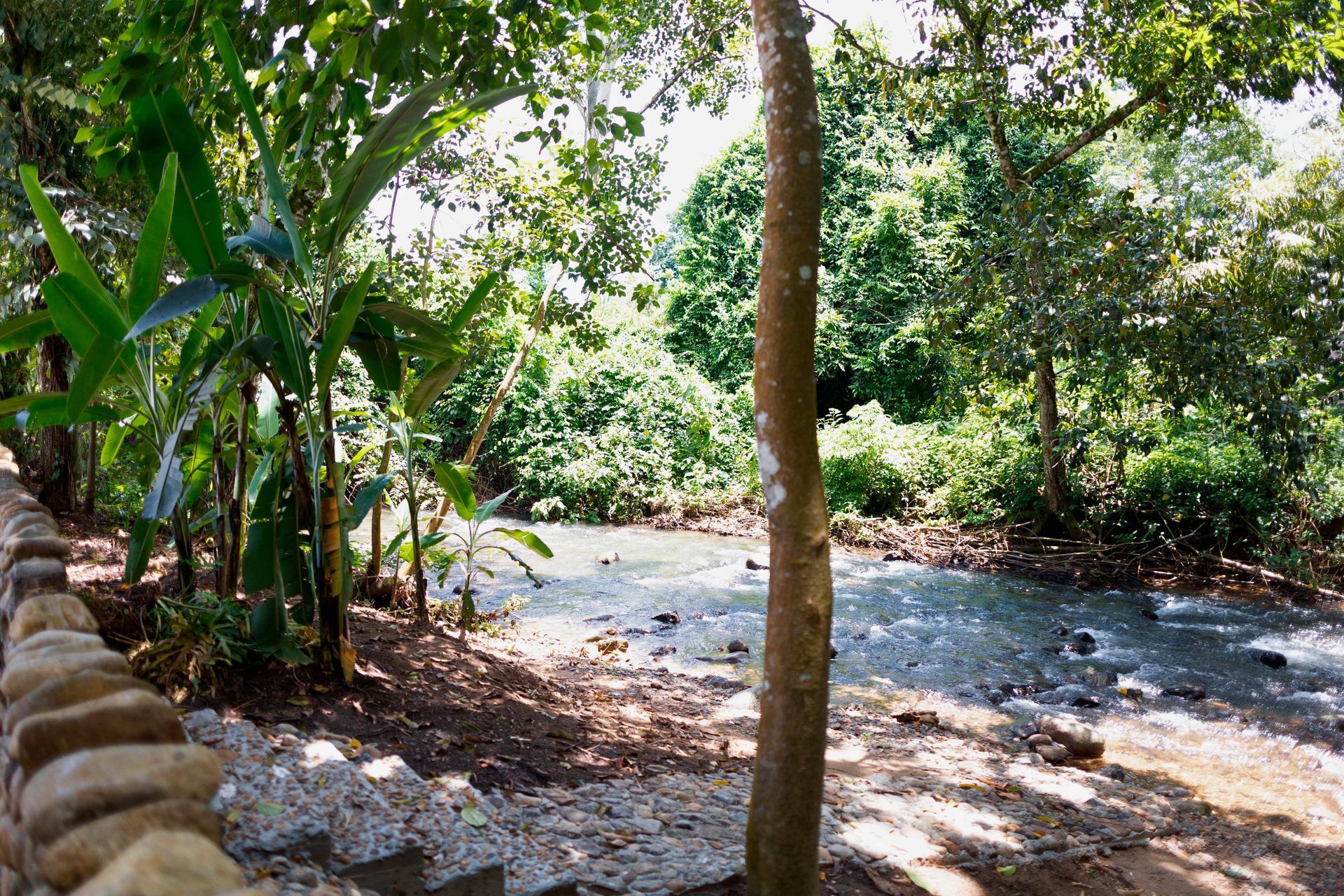 Um rio corre através de uma floresta verdejante cercada por árvores.