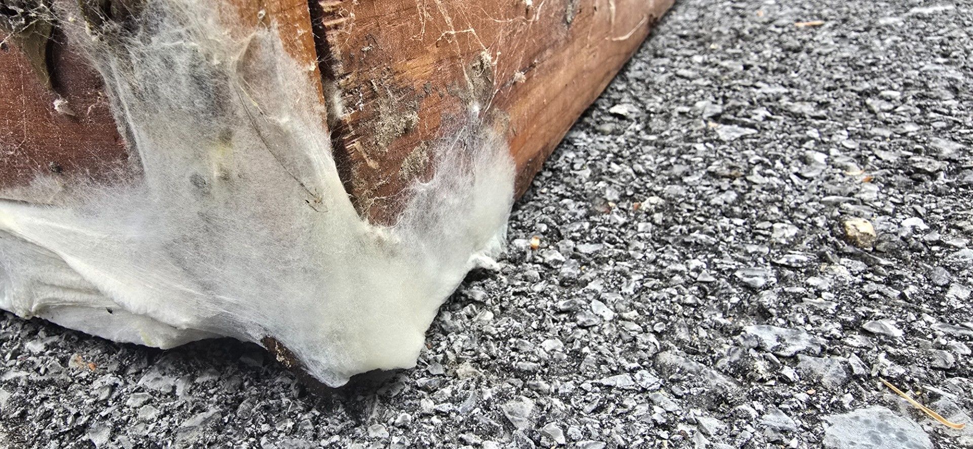 Wood log with white fungus on gravel surface.