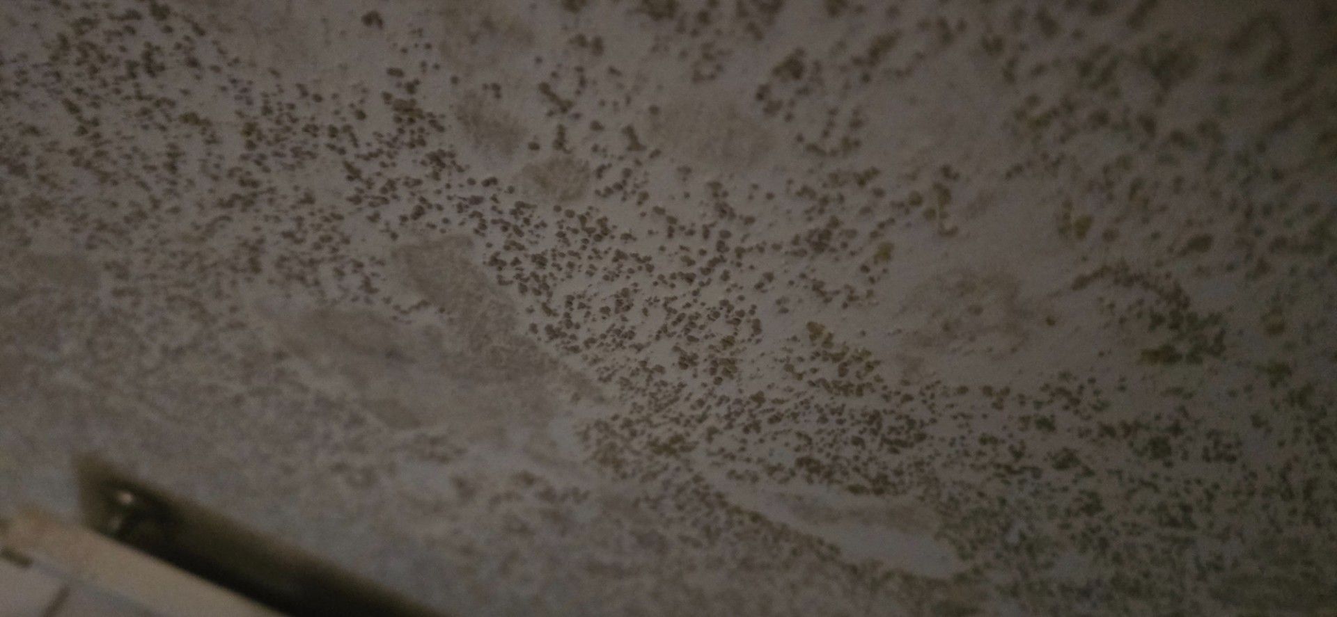 Close-up of textured, mottled surface with scattered dark spots, likely mold or mildew.