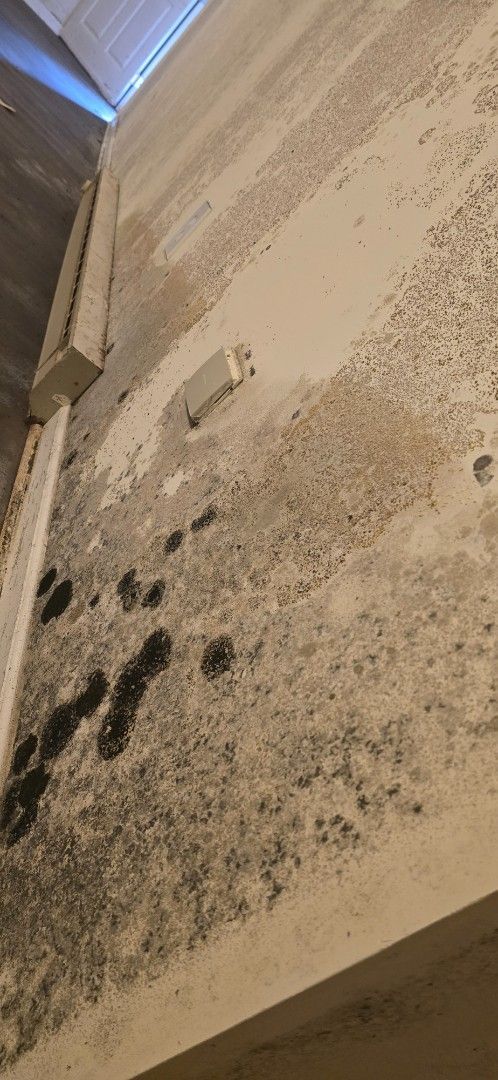 Interior concrete wall covered in dark mold and stains.