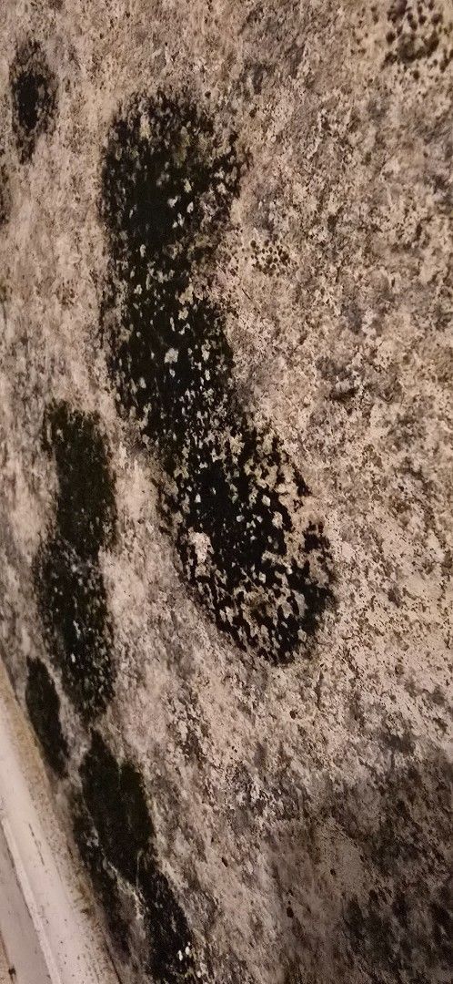 Black mold on a textured, light-colored surface, likely a wall or countertop.