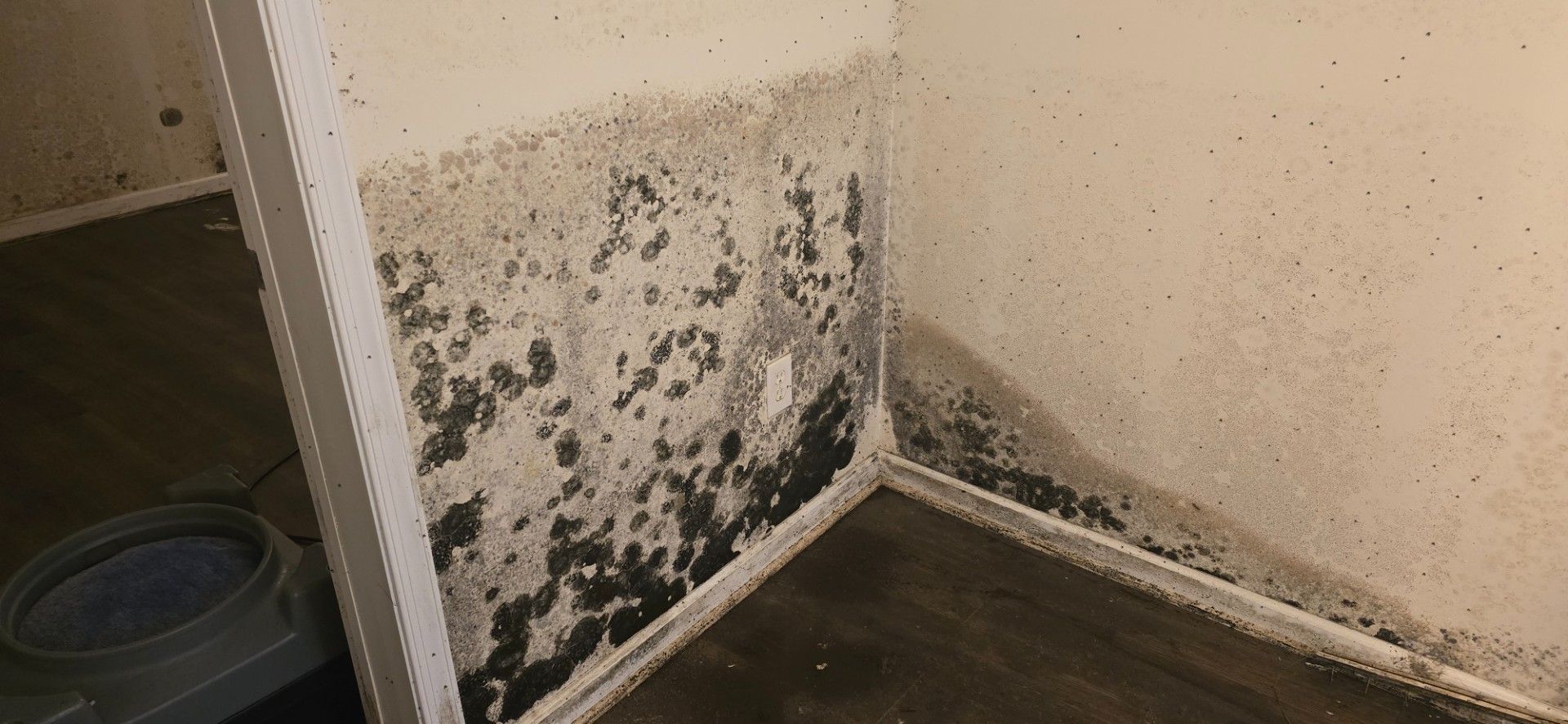 Mold growth on the corner of a wall; dark, discolored patches on the surface.