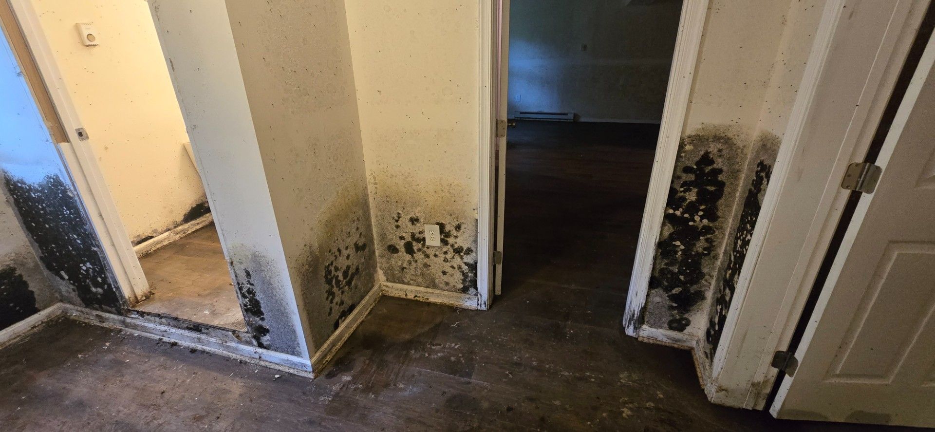 Interior view of a room with severe mold growth on the walls and doorway trim.