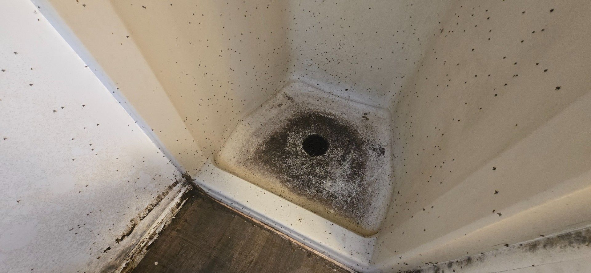 A dirty white shower drain with black mold and debris in a corner.