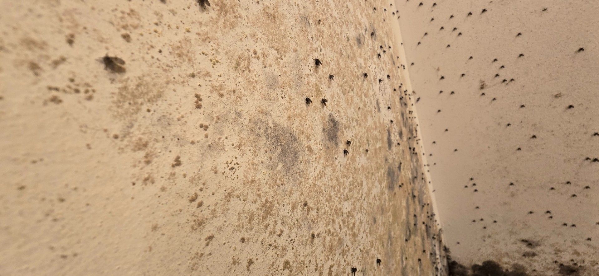 Mold growth on a wall corner. The beige wall has dark splotches and small black dots.