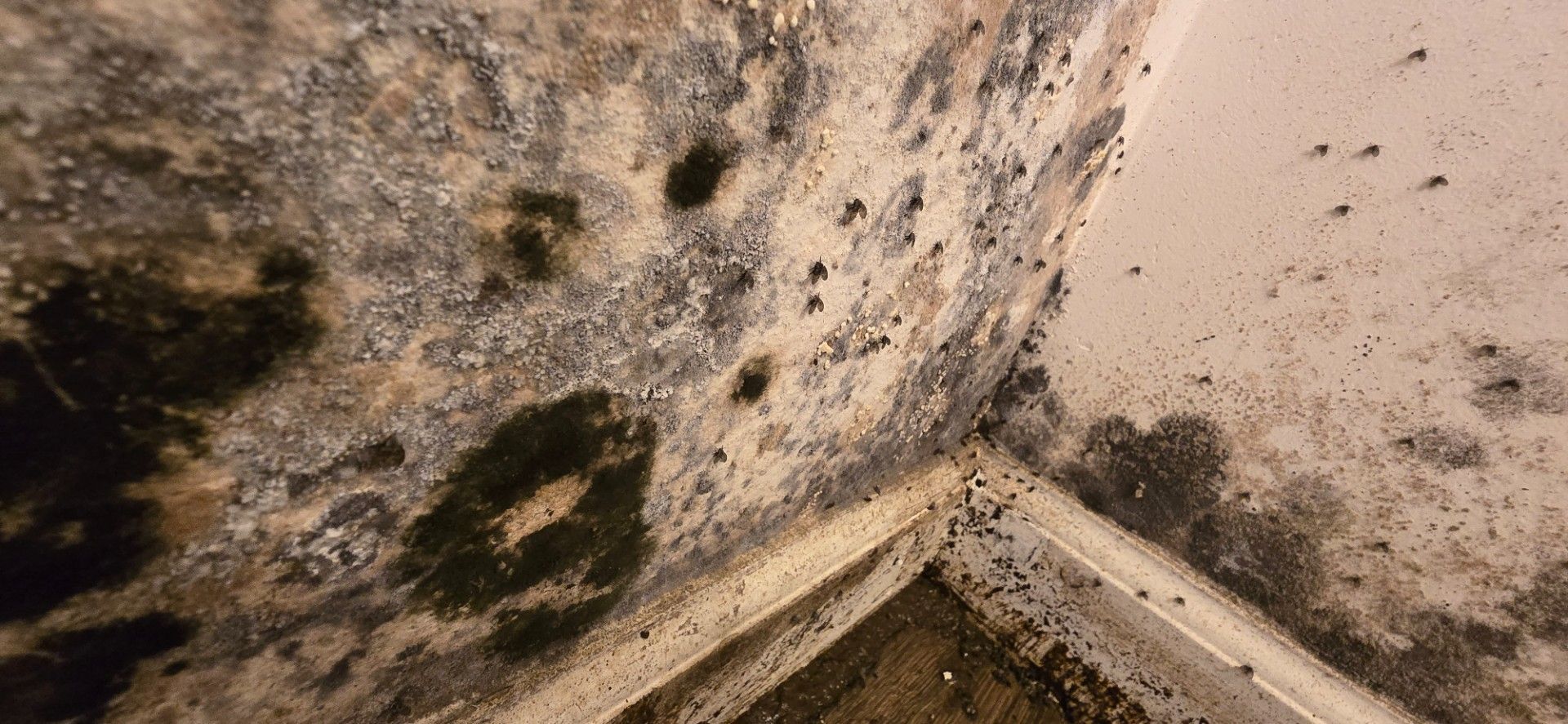 Mold growing on a wall and in a corner, appearing dark green and black against a beige backdrop.