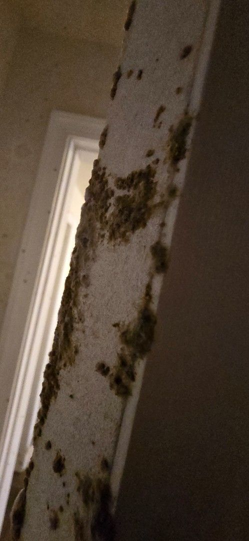Mold growth on the interior of a door frame. Brown and green clusters on white surface.