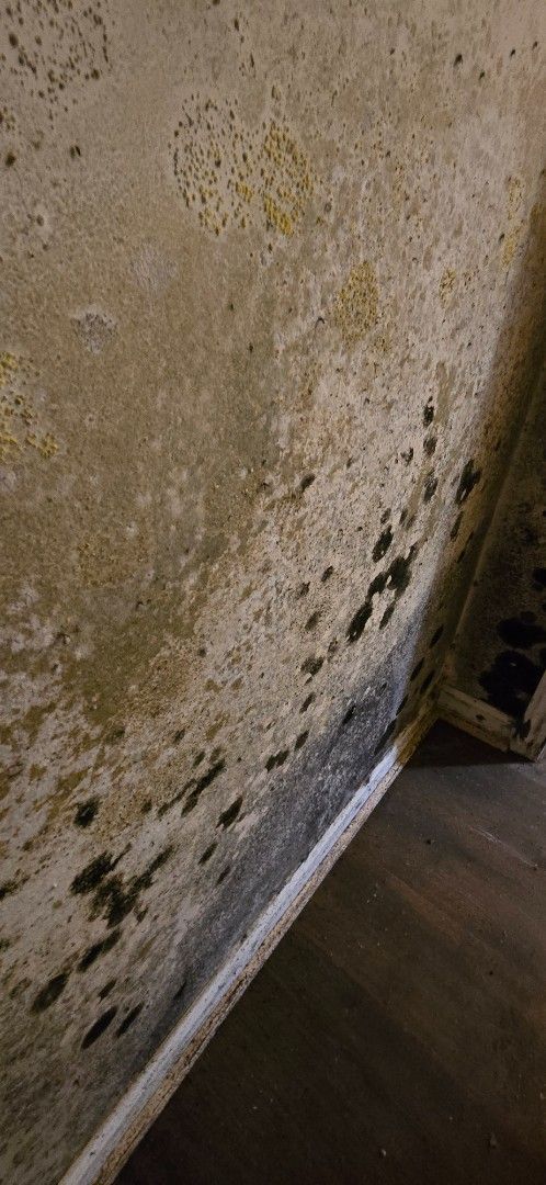 Moldy wall corner with dark stains, next to a wooden floor.