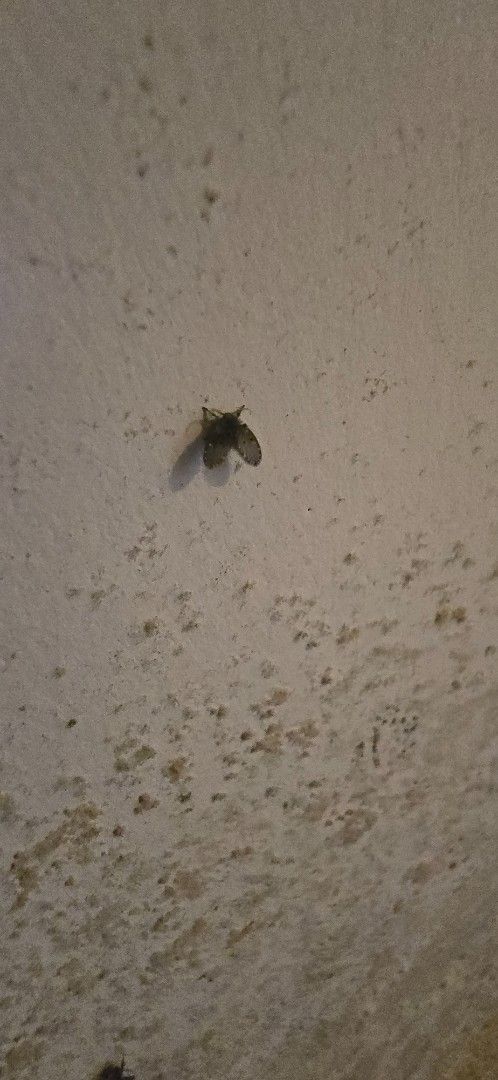 A fly on a light-colored textured wall with dark spots and stains.