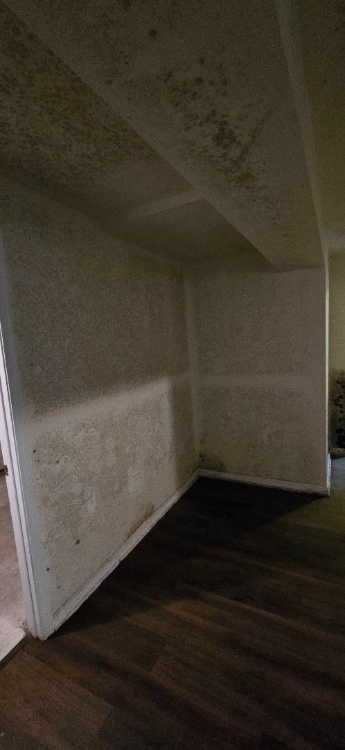 Mold growth on walls and ceiling in a dark room with wood flooring.