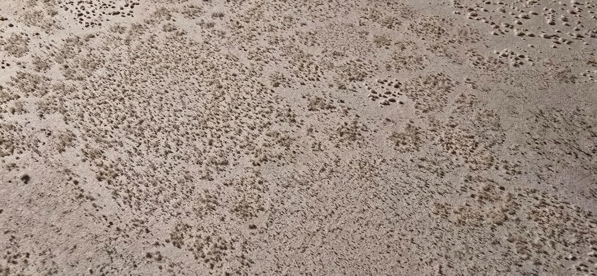 Close-up of a textured, light-colored surface with many small, darker spots scattered across it.