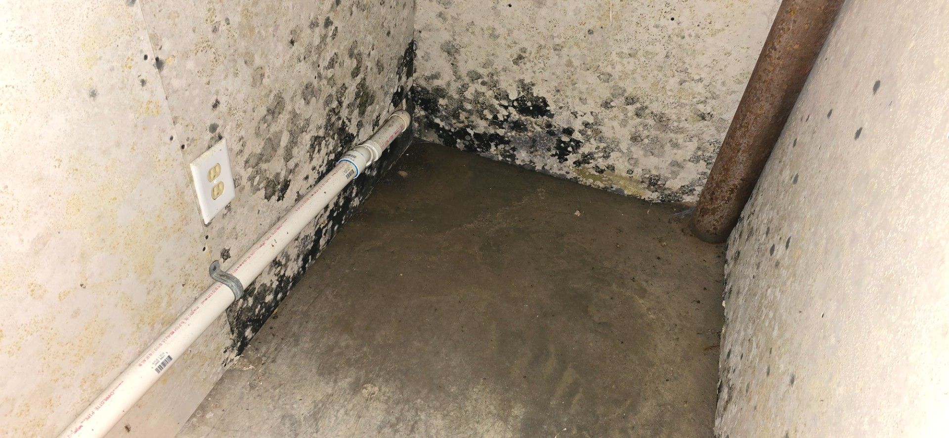 Moldy basement corner; black and gray growth on walls and floor; white pipe.