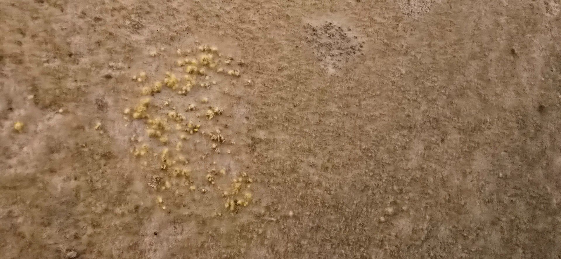 Brown and beige background with yellow spots clustered in the center left and small dark spots in the top right.