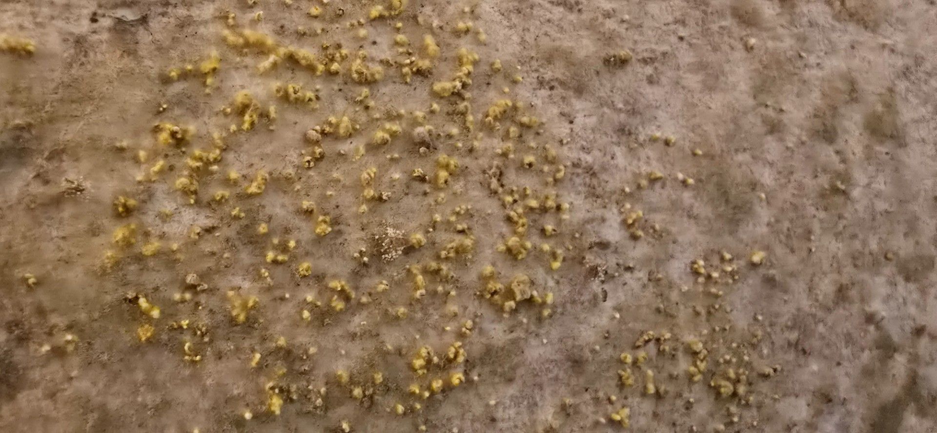 Close-up of rough, tan surface with scattered clusters of small, yellow growths.