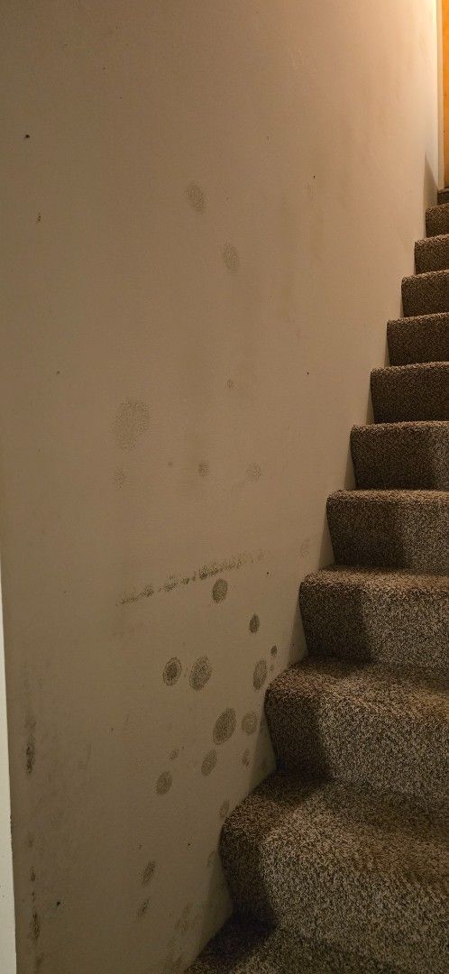 Staircase with carpeted steps and off-white wall marked with several spots.