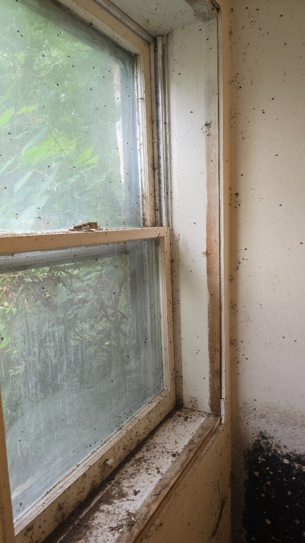 Dirty window frame with grime, looking out onto green trees.