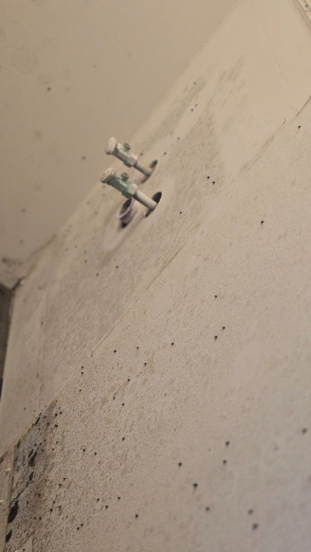 Moldy wall with two screws, likely in a damp area.