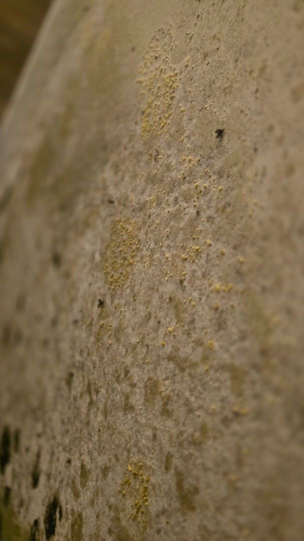 Close-up of a light-colored, textured surface with small patches of yellow-green growth.