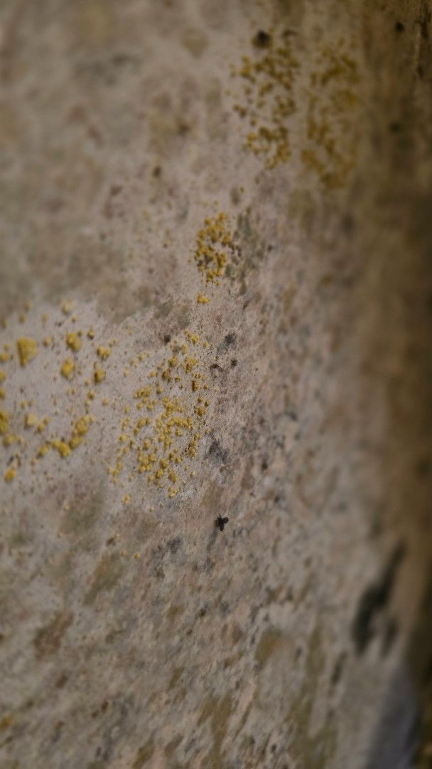 Close-up of a textured, off-white surface with scattered yellow spots.