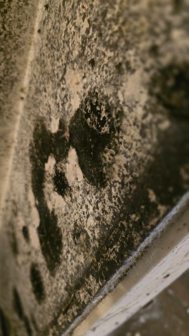 Mold on a light-colored surface, with dark patches and a textured appearance.