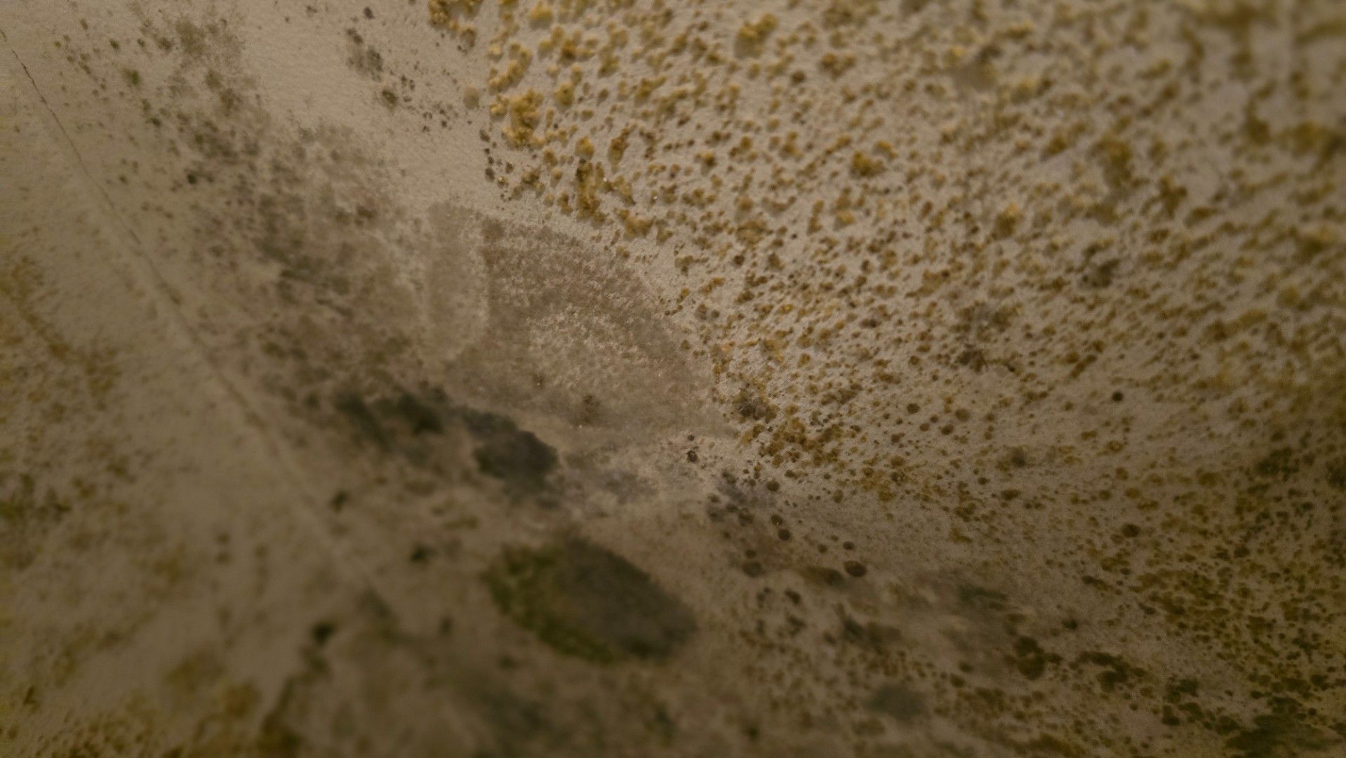 Close-up of a textured surface covered in mold. Shades of green, brown, and tan are visible.