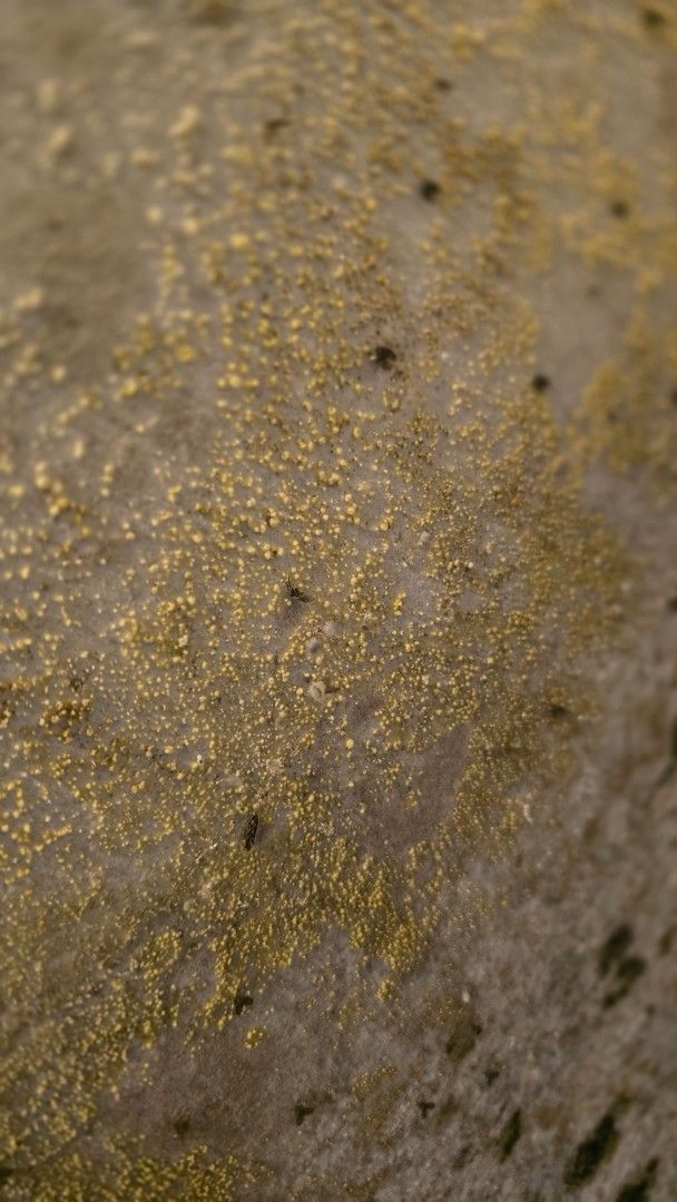Close-up of a textured surface, tan and yellow-gold flecked, with small dark specks scattered throughout.