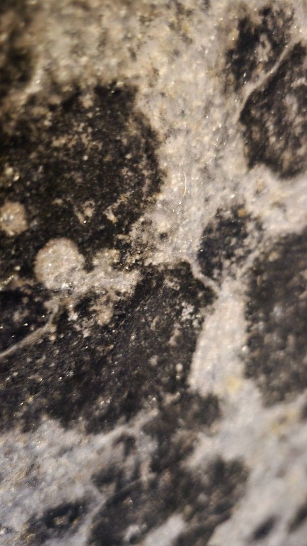 Black and white speckled stone with light-colored veins and small round shapes.