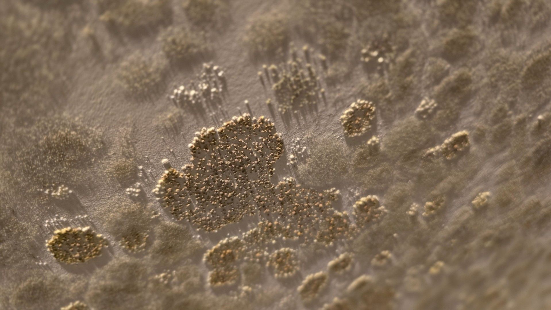 Tan and gray mold colonies with fine, web-like filaments spreading across the surface.