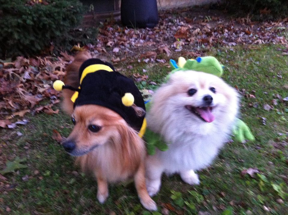 Animal Doctor Allentown, PA