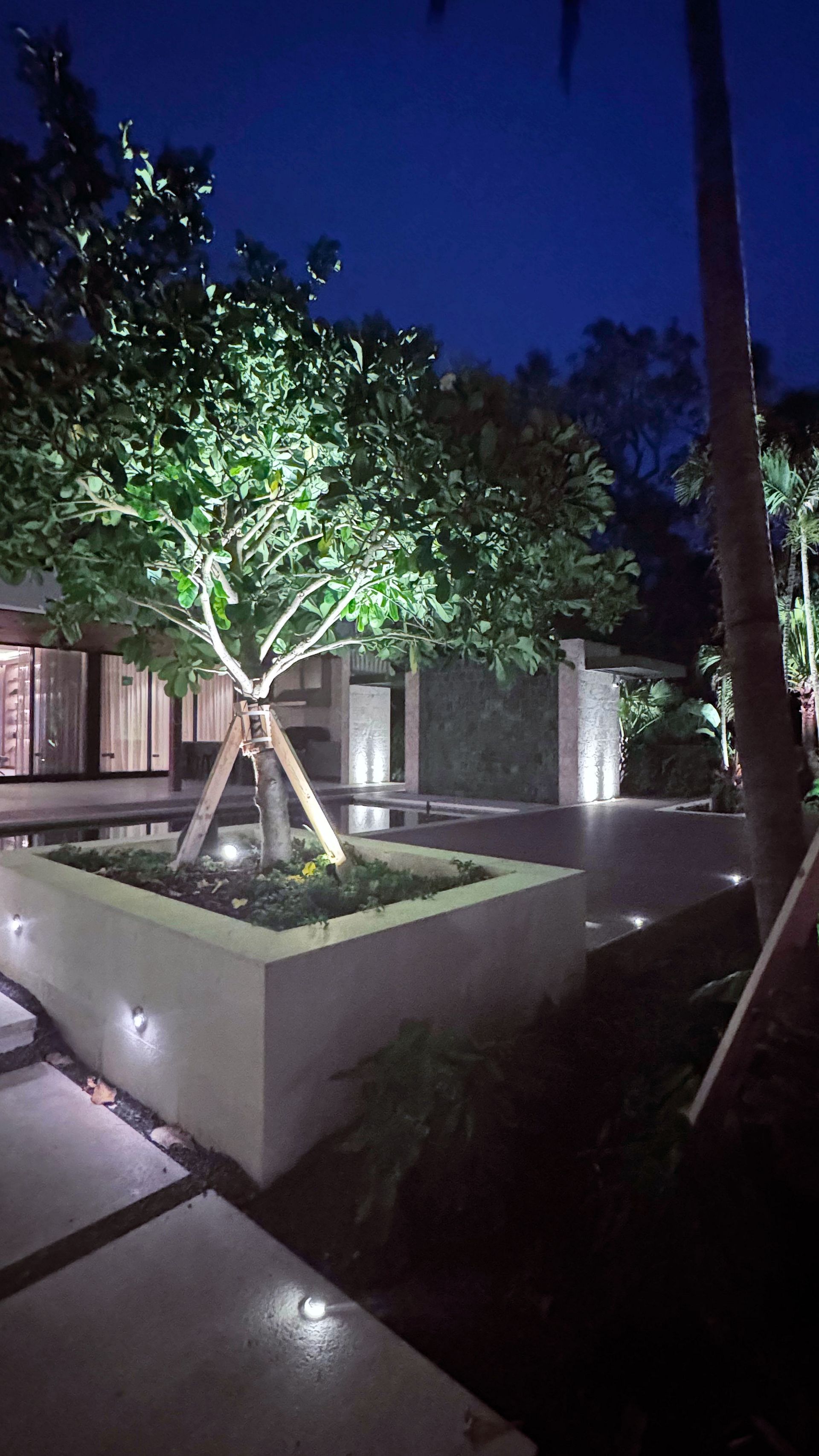 An illuminated tree at night in a planter, surrounded by modern landscaping and subtle pathway lighting.